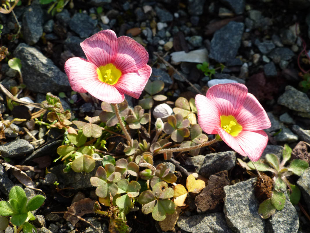 Oxalis obtusa photo